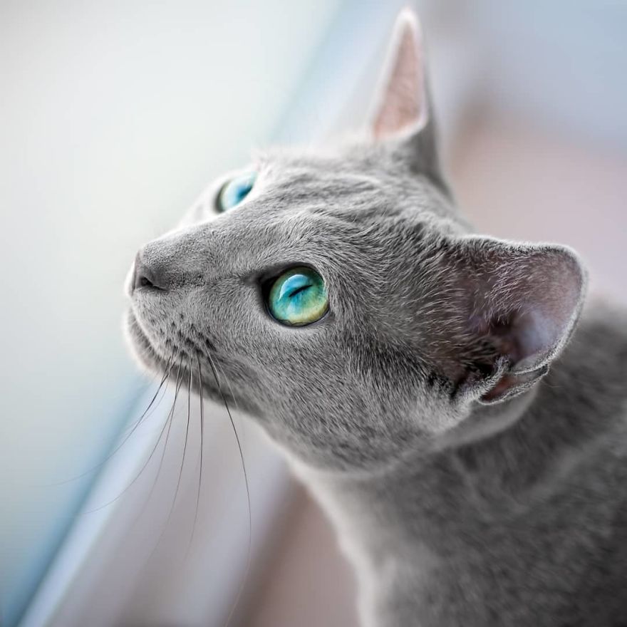 Handsome men with green eyes - cat, Handsome men, Eyes, Green eyes, Longpost, Russian blue