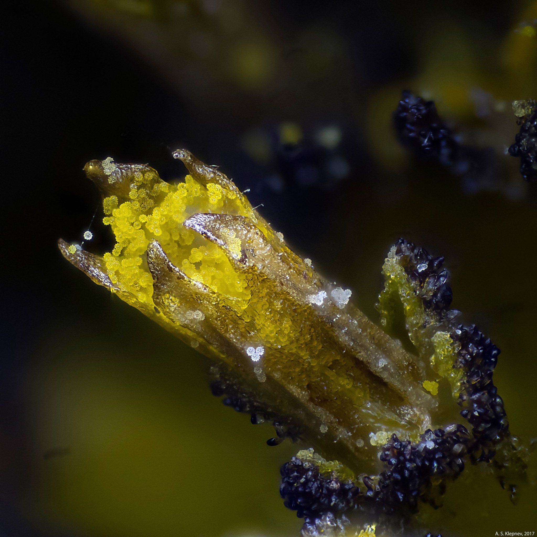 Stamens - My, Stamens, Microscope, Longpost