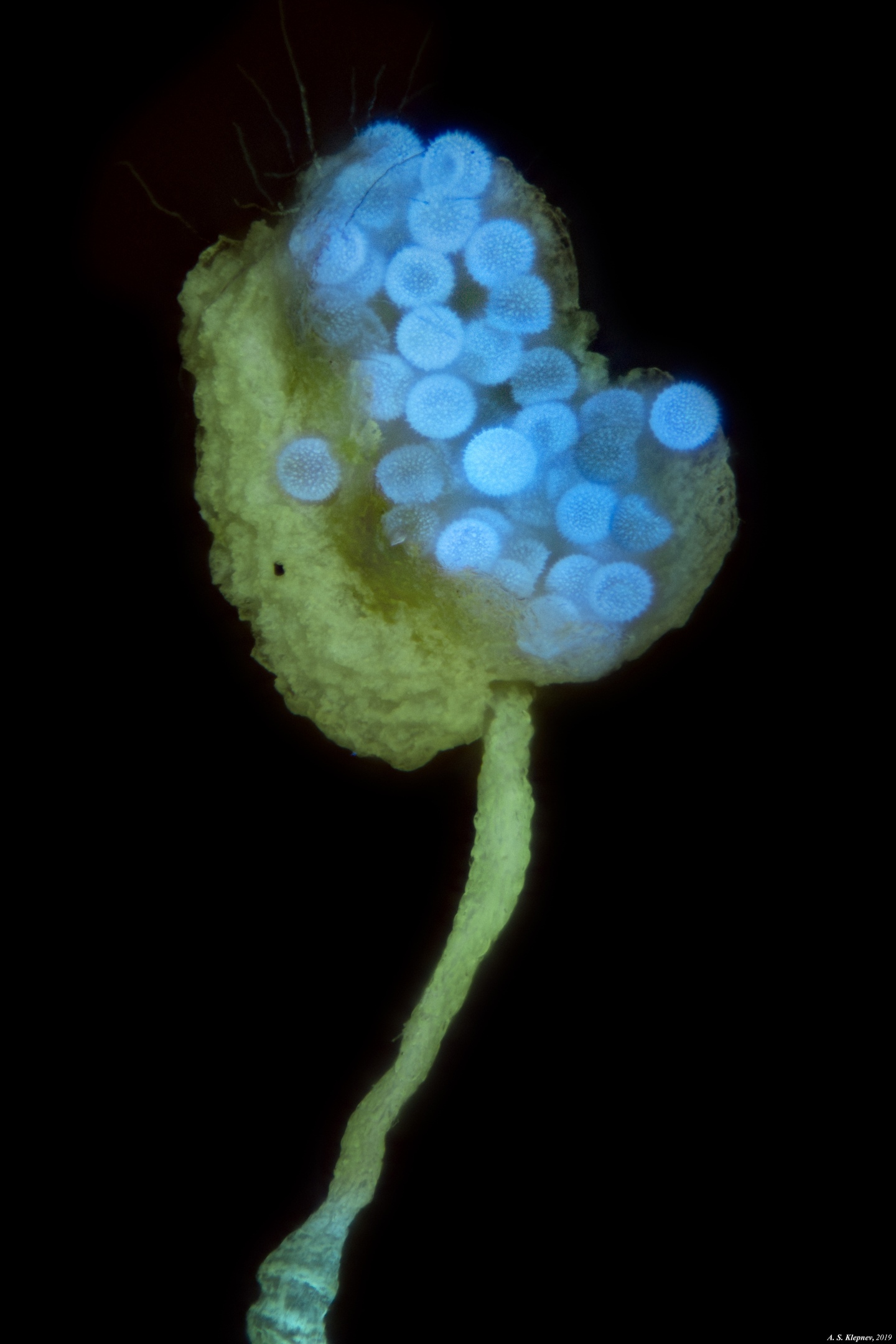 Stamens - My, Stamens, Microscope, Longpost