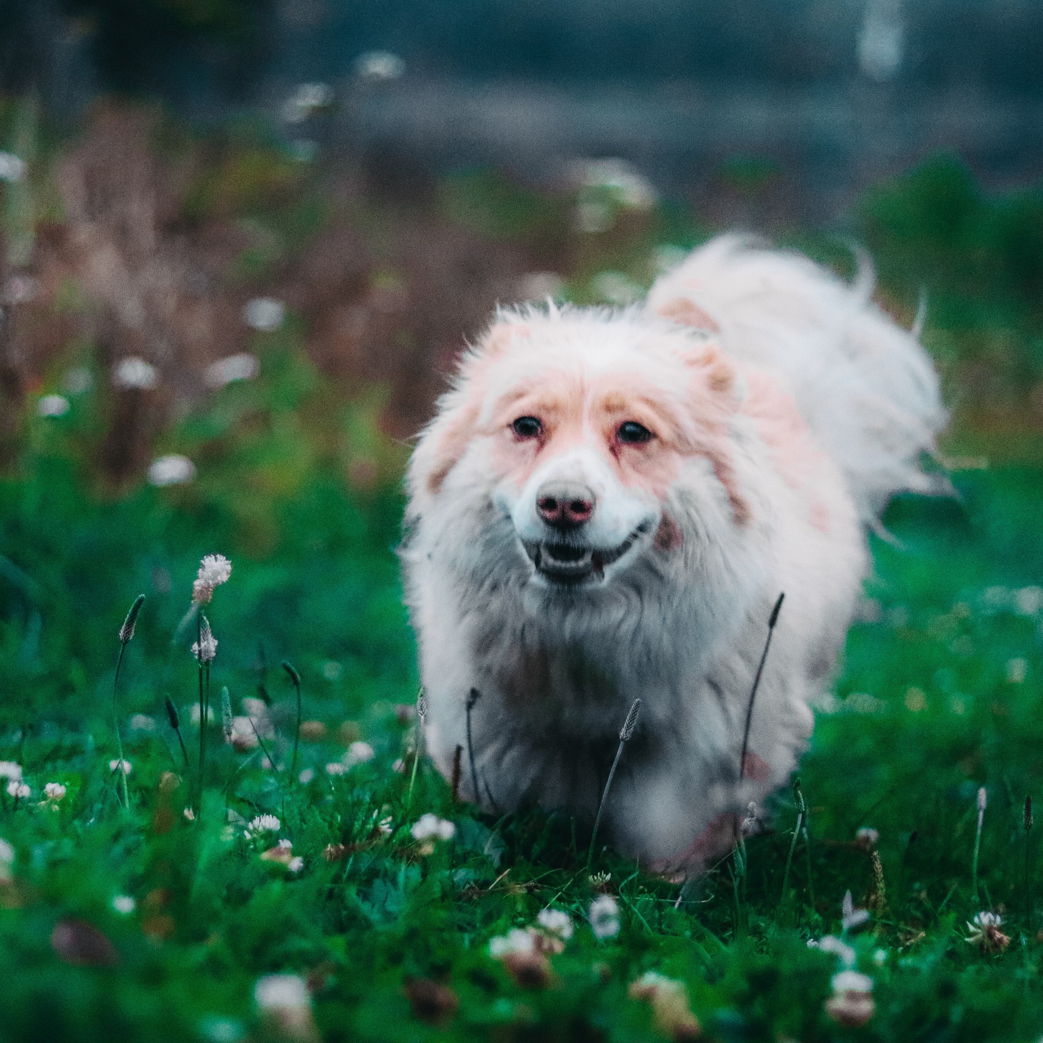 Little animals - My, Canon, Lightroom, Animals, Longpost, Dog