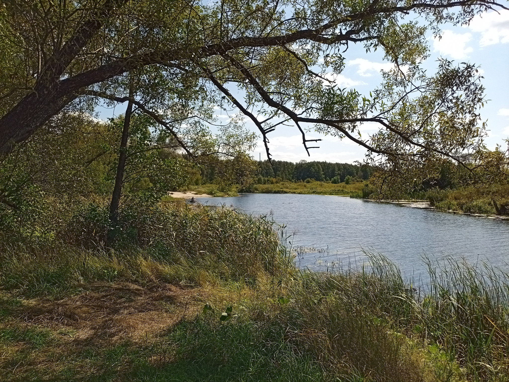 Walk - My, Walk, Forest, River, Longpost