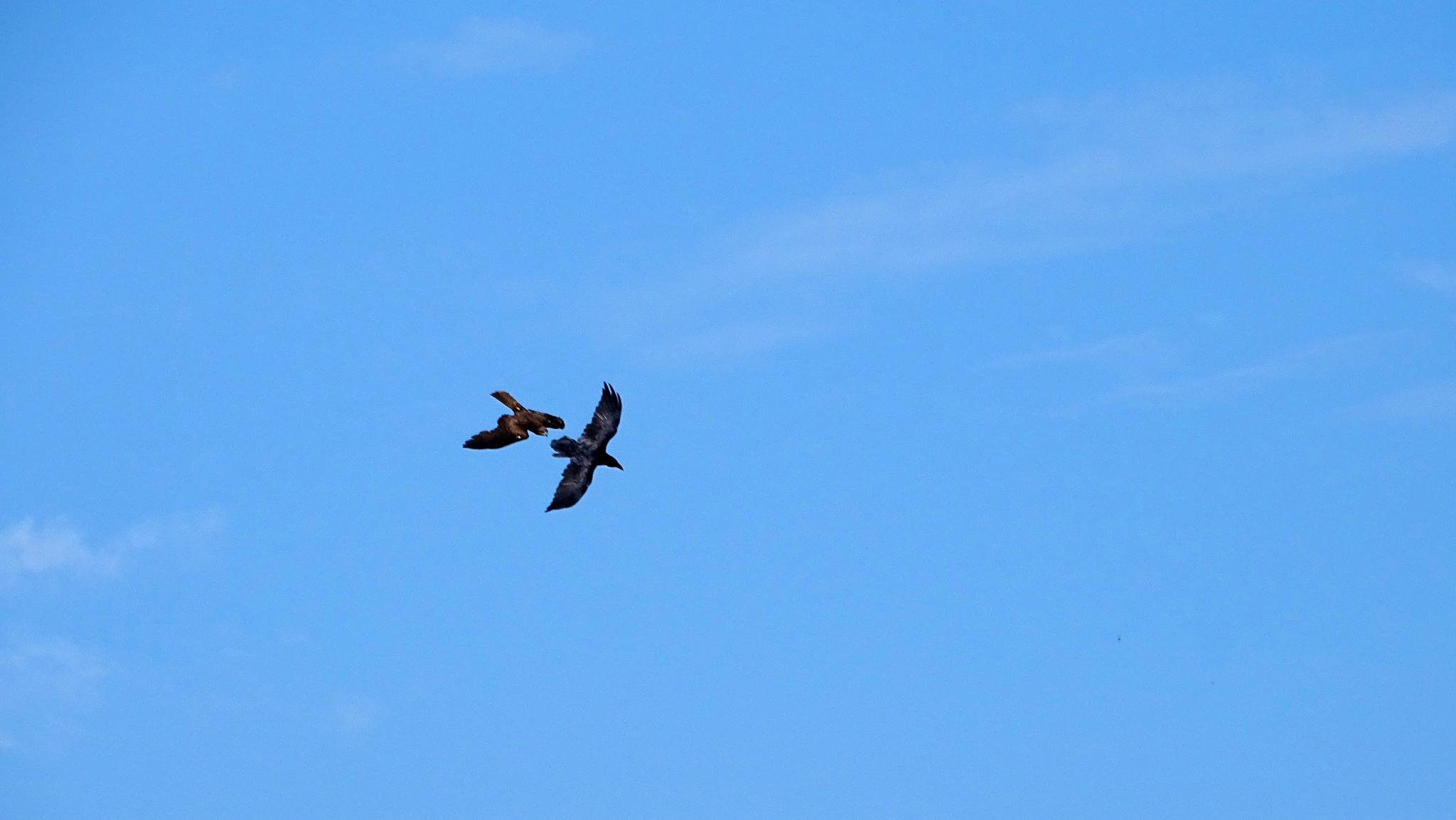 Interspecies Wrestling #2 - My, Ornithology, Biology, Birds, Animals, The photo, Siberia, Yenisei