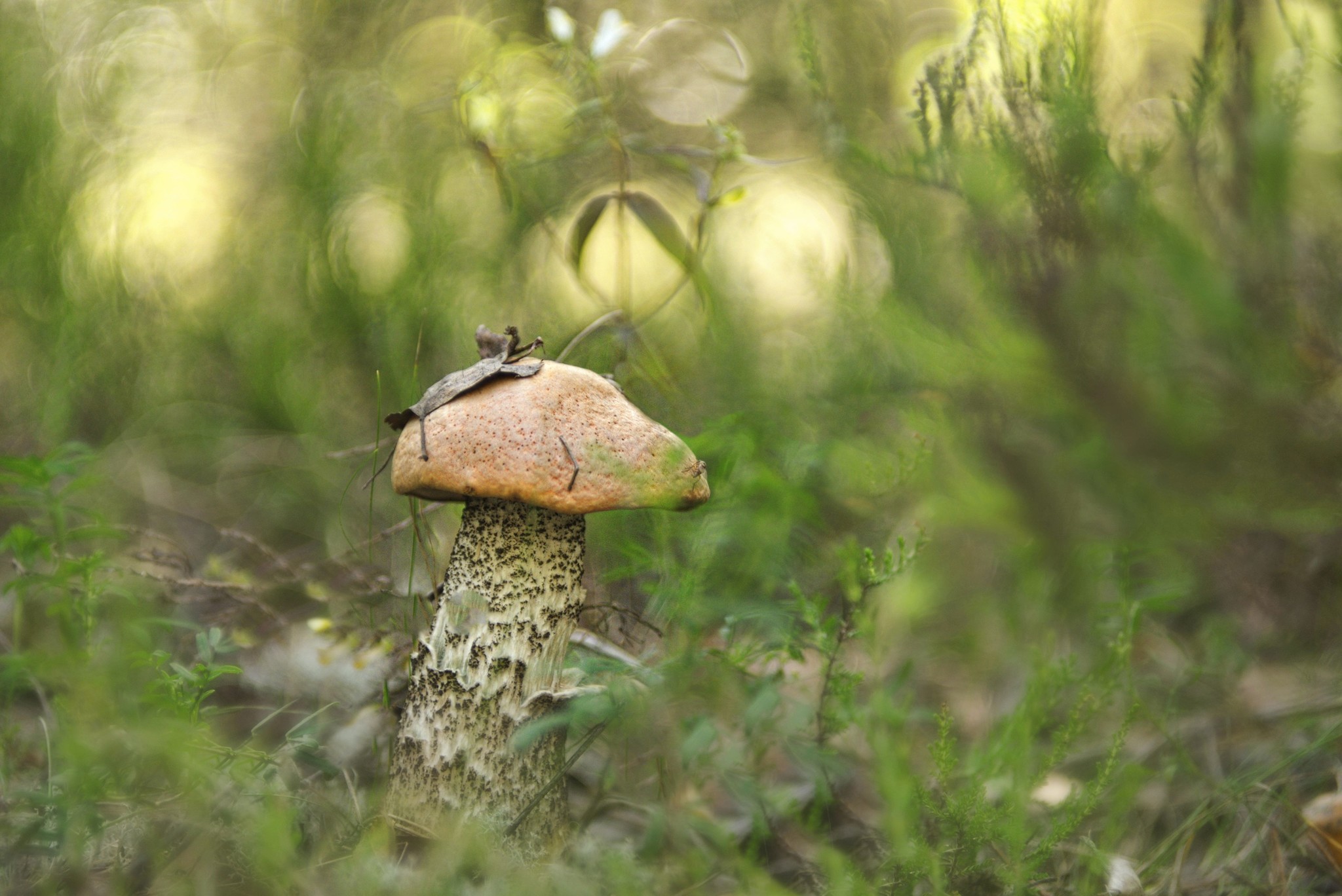 Mushrooms - My, Mushrooms, Forest, Mushroom season, The photo, Manual optics, Helios44-2, Longpost, Helios44-2