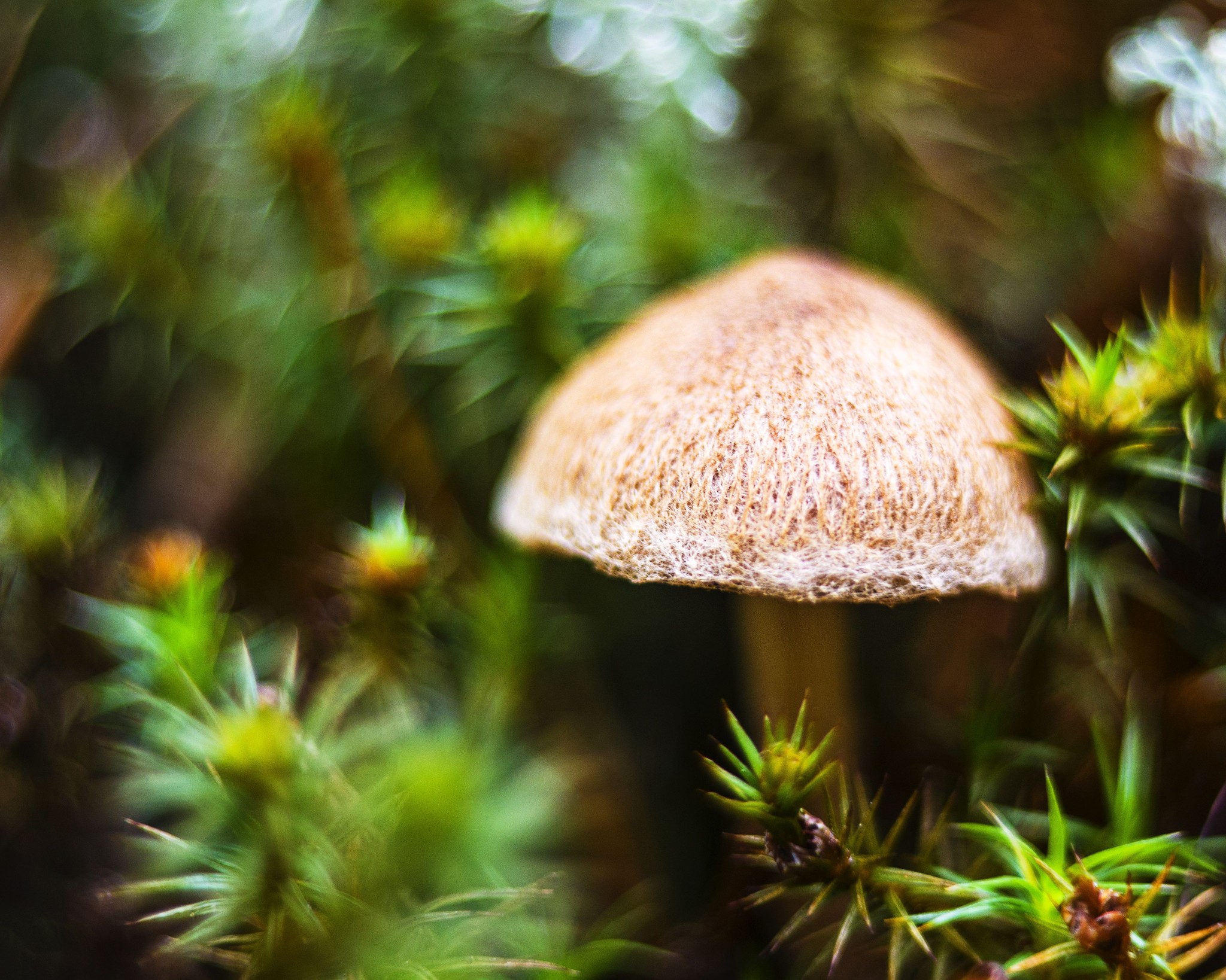 Mushrooms - My, Mushrooms, Forest, Mushroom season, The photo, Manual optics, Helios44-2, Longpost, Helios44-2