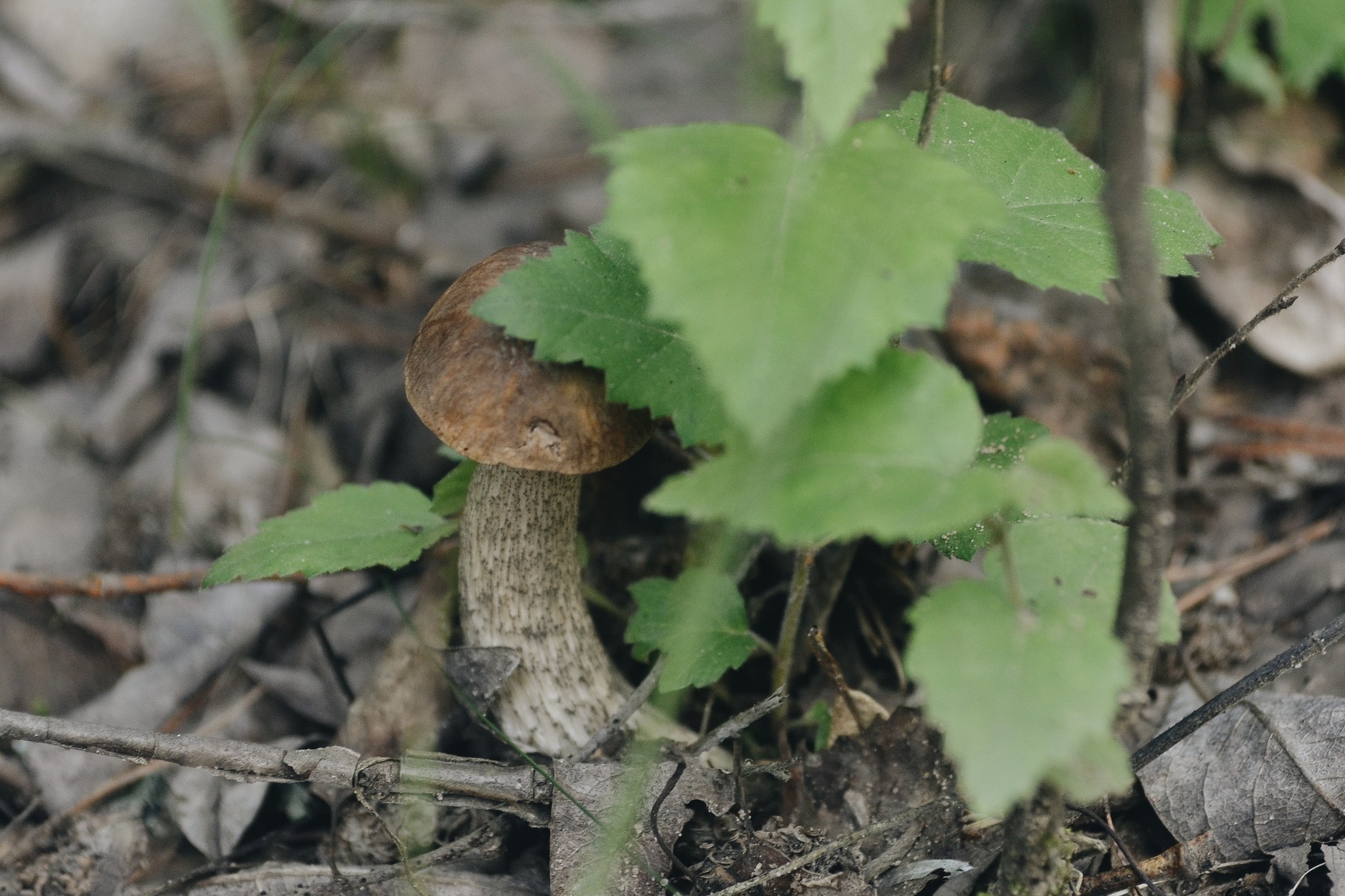 Mushrooms - My, Mushrooms, Forest, Mushroom season, The photo, Manual optics, Helios44-2, Longpost, Helios44-2