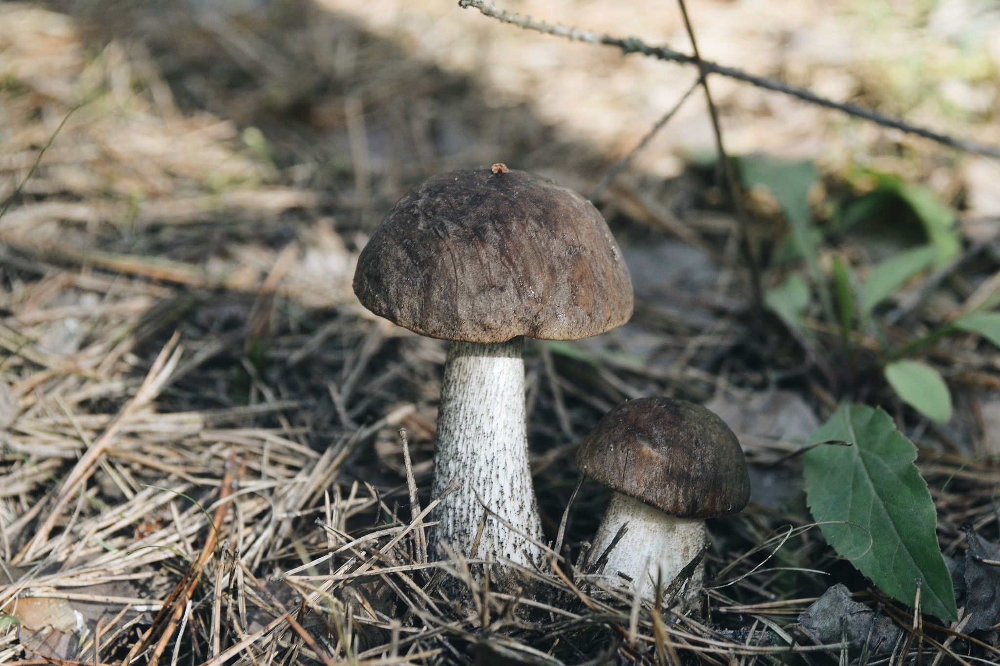 Mushrooms - My, Mushrooms, Forest, Mushroom season, The photo, Manual optics, Helios44-2, Longpost, Helios44-2