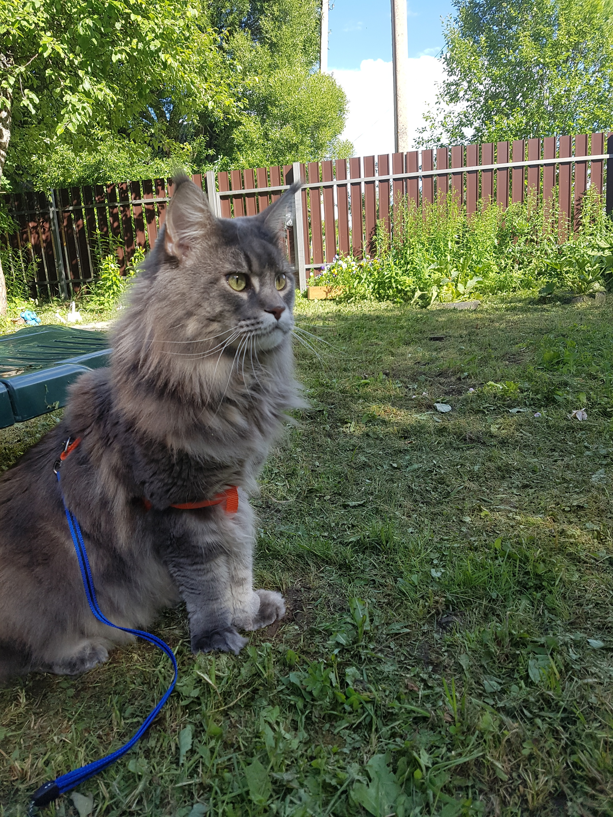 Good for a cat in the country - My, Dacha, cat, Maine Coon, Shashlik, Longpost