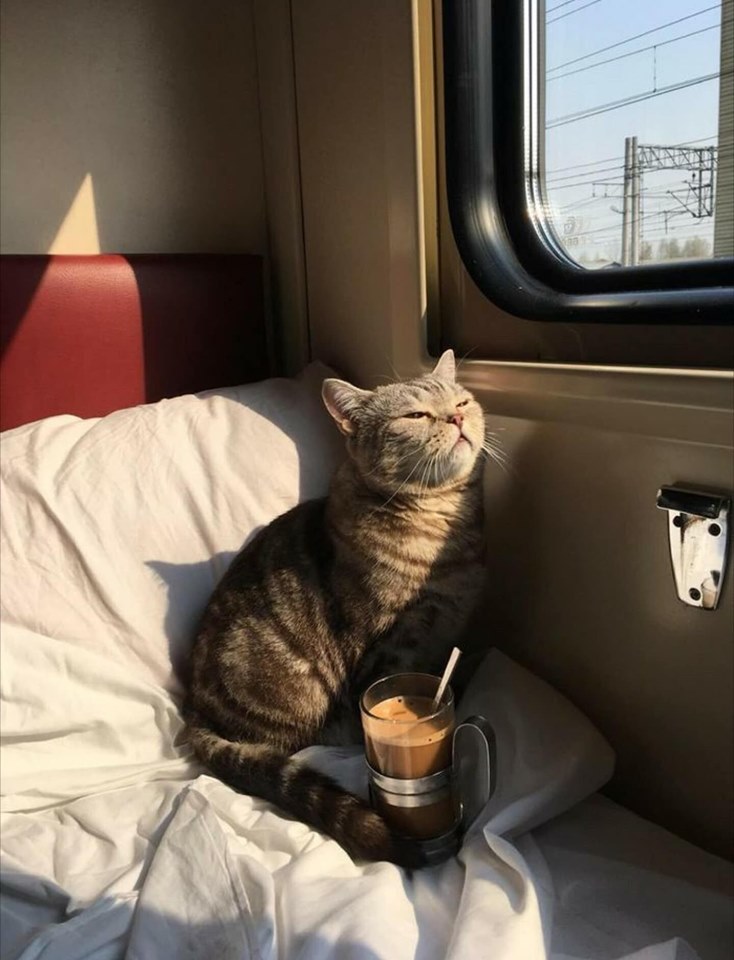 Fellow travelers... - cat, Railway carriage, A train, Reserved seat, Russian Railways, Coupe, Fun, Drive, Longpost