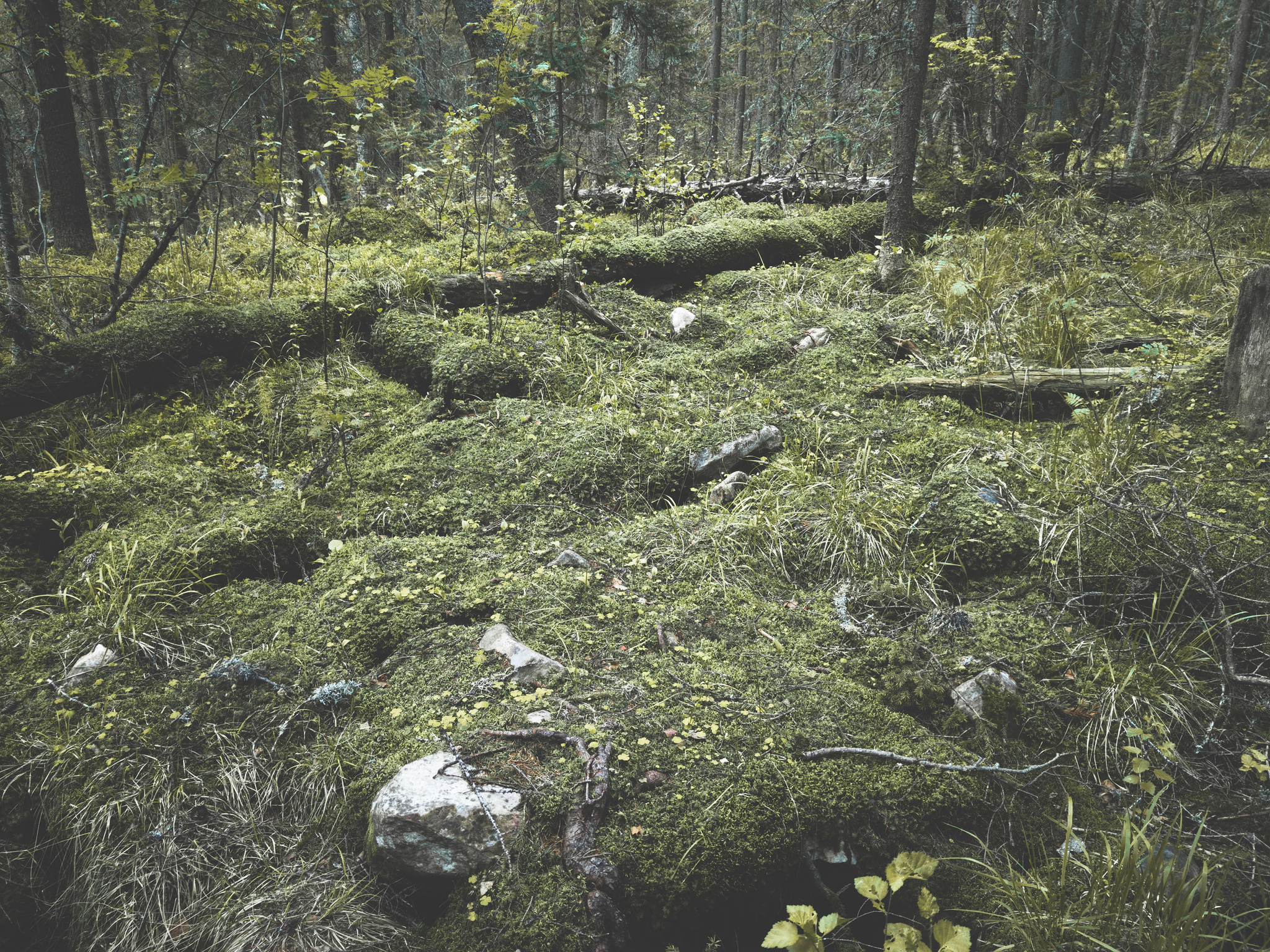 Surroundings of Iremel - My, Nature, Ural, Landscape, Longpost, The photo