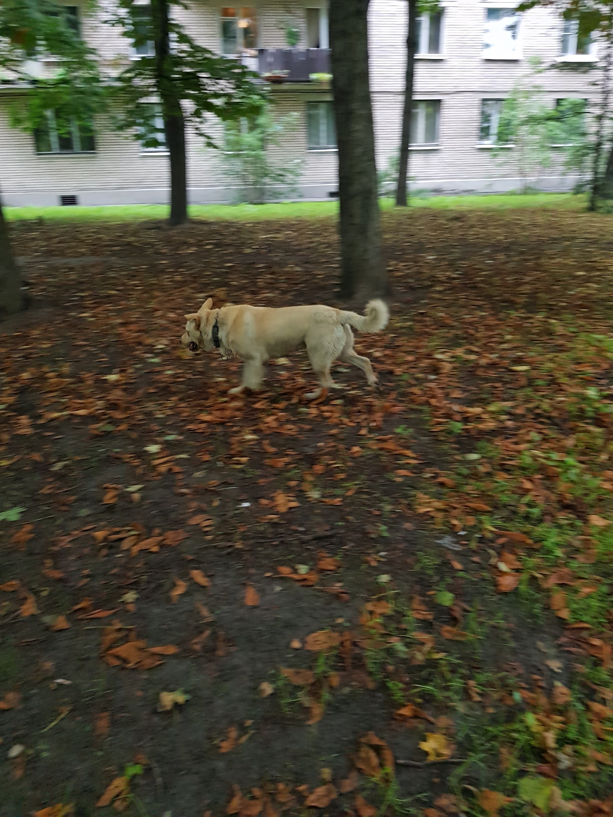 Found a dog, spb !!!! - Found a dog, Saint Petersburg, No rating, Longpost