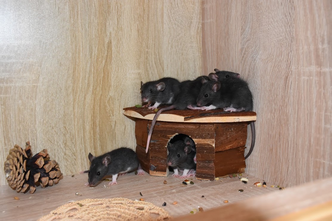 Little rats for you!) - My, Rat, Decorative rats, In good hands, Animals, Pets, Minsk, Is free, Longpost