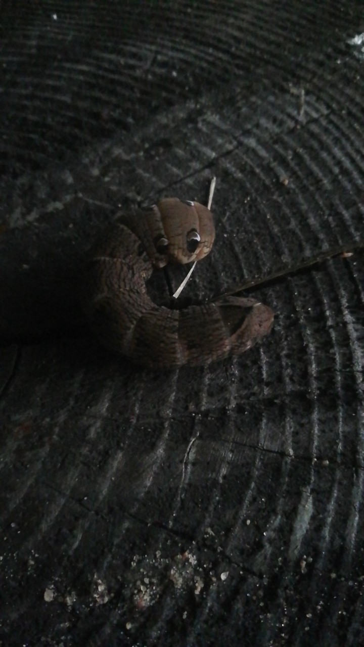 What is this beast? - My, Worm, Snake, What's this?, Longpost