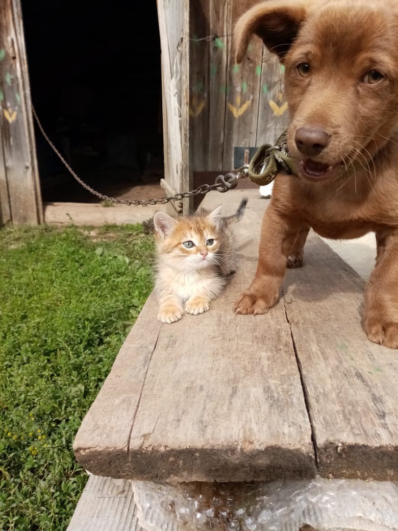 Mister Photogenic - Dog, cat, Positive