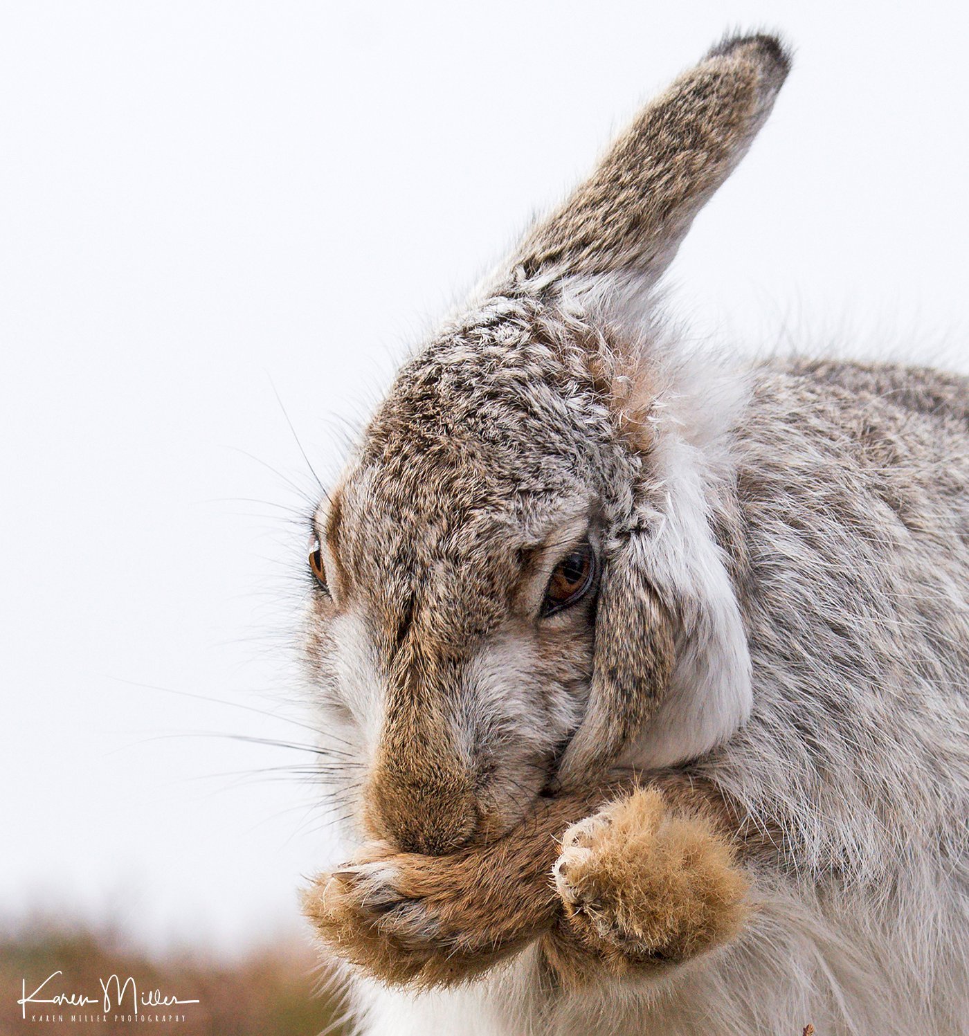 A little mountain... - Hare, The mountains, Longpost