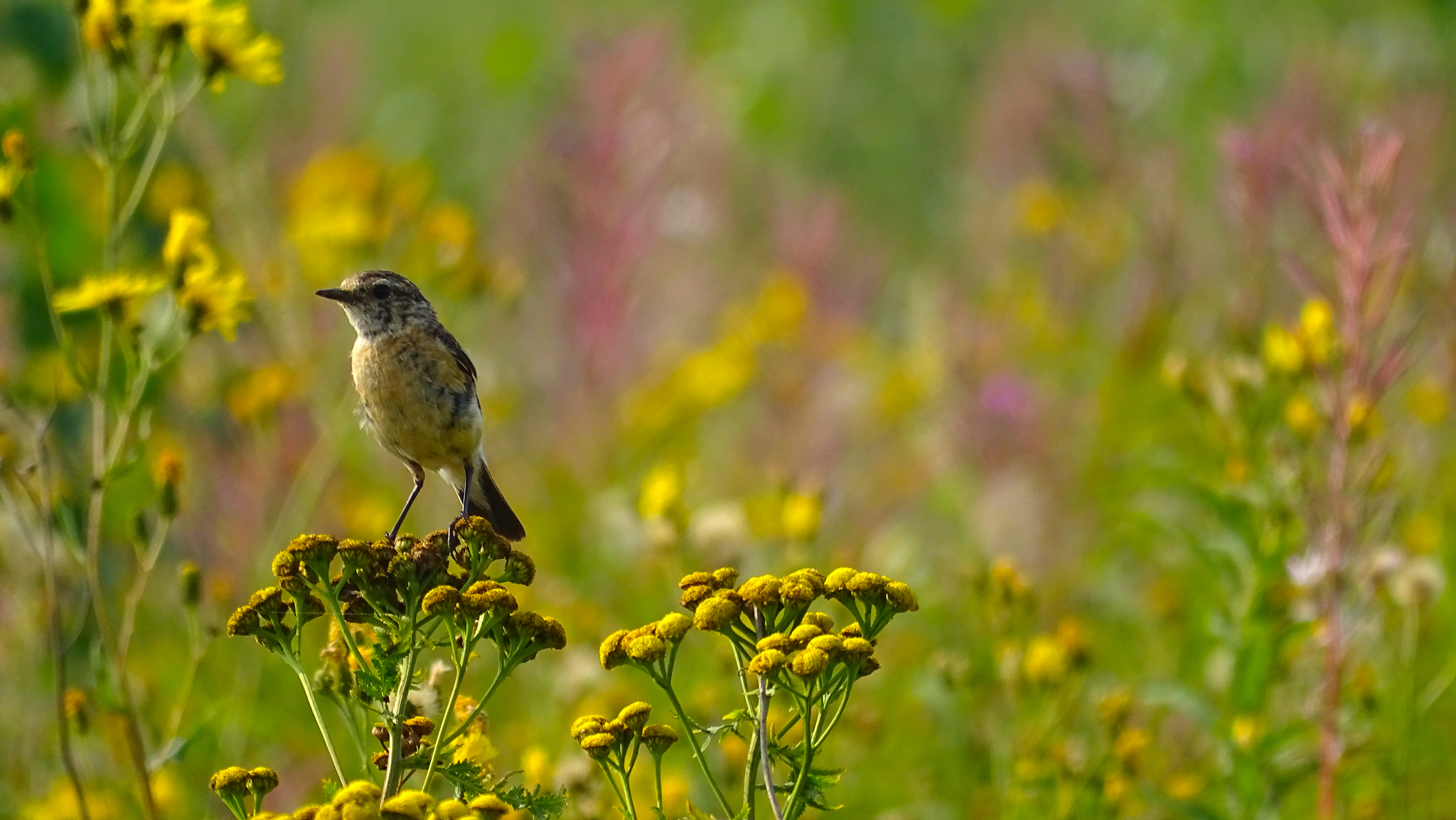 Young coinage on tansy - My, Ornithology, Biology, Birds, Animals, The photo, Krasnoyarsk region