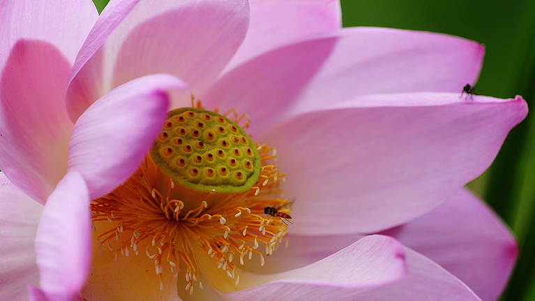 In Primorye, the lotus season has begun. Look how beautiful it is! - My, Lotus, Primorsky Krai, Nature, Flowers, Дальний Восток, Plants, Lake, Longpost