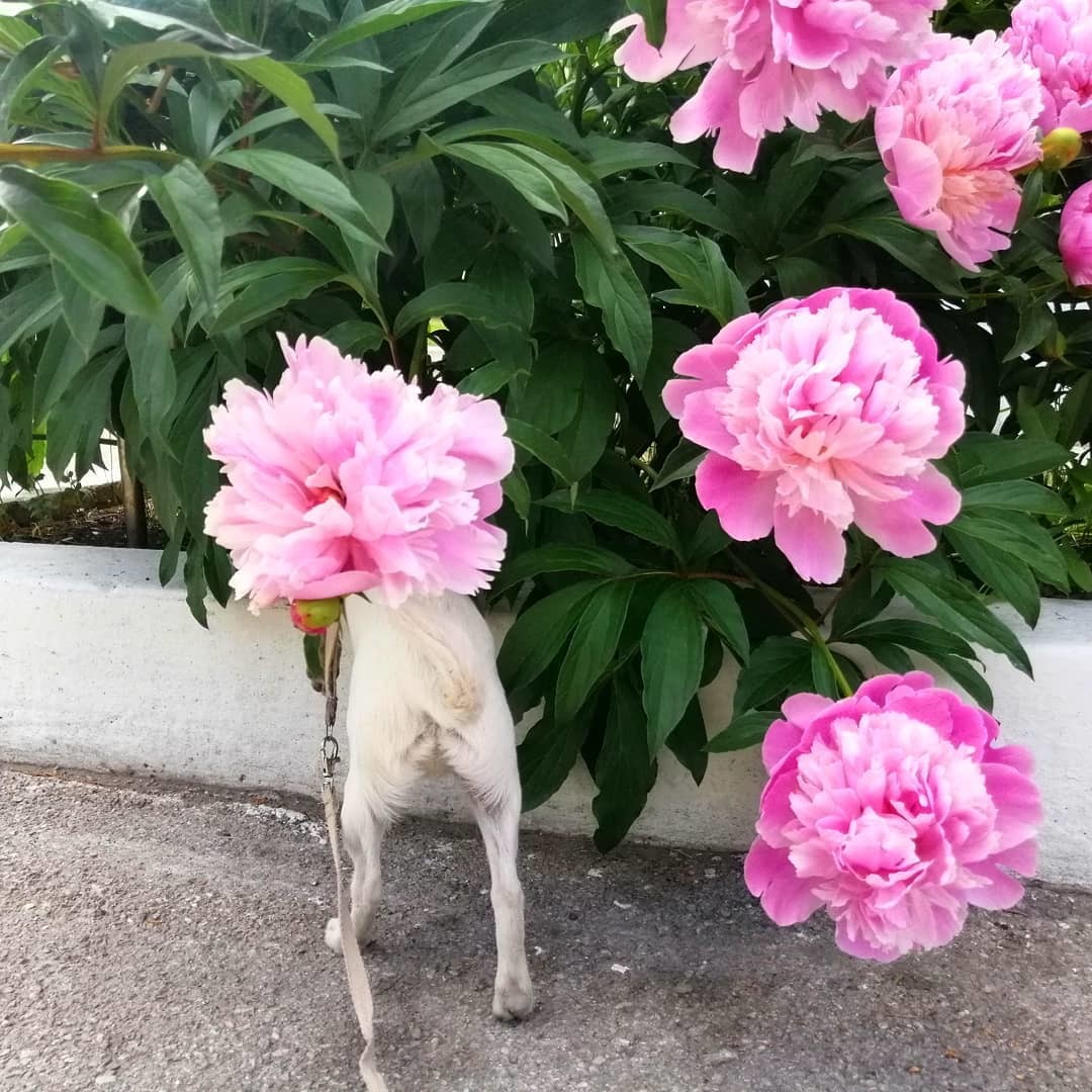 When you try to hide from problems - My, Peonies, Dog, Hide and seek, Hide, Summer, Flowers