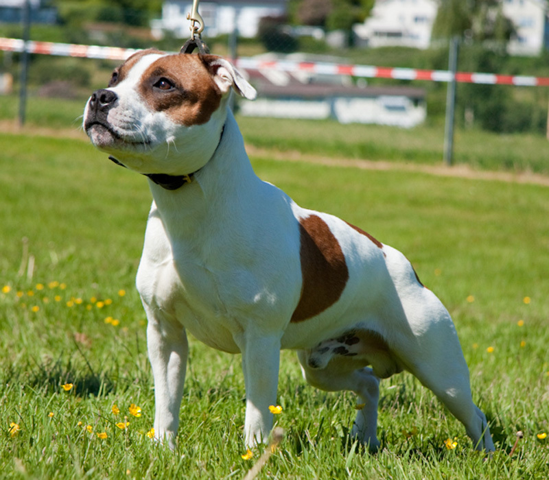 About dog breeds №105. - Dog, Dog breeds, Staffbull, Longpost