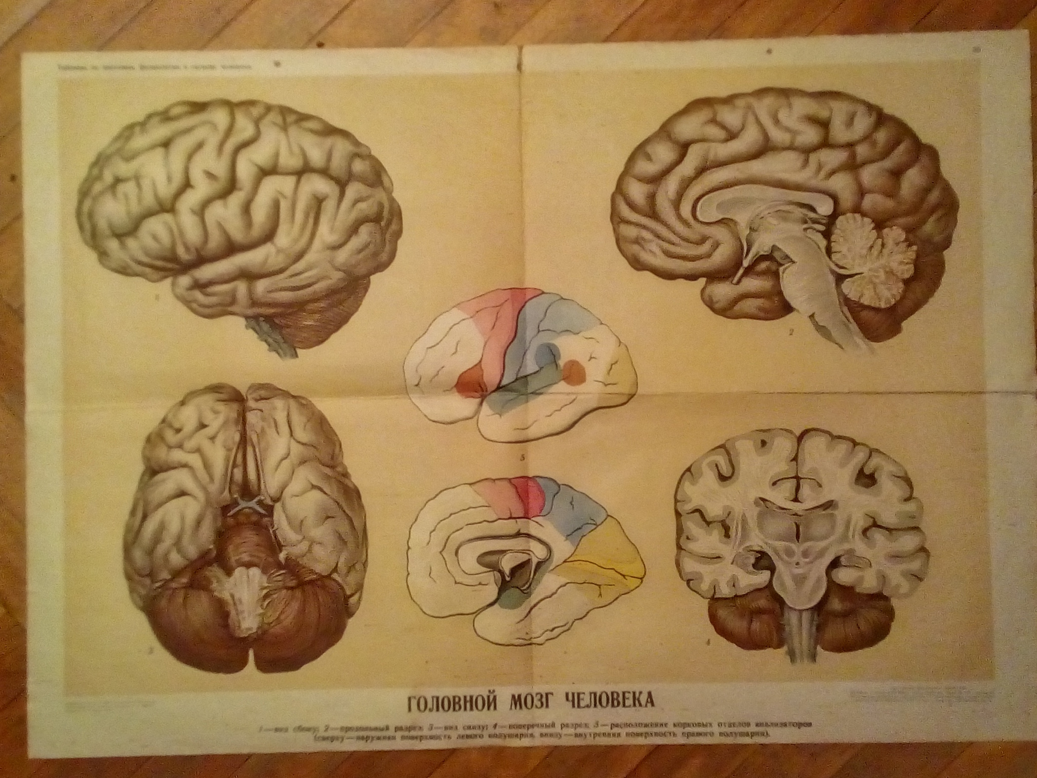 Visual aids of the Soviet school - My, Soviet posters, School, the USSR, Anatomy, 60th, Visual material, Old school, Longpost