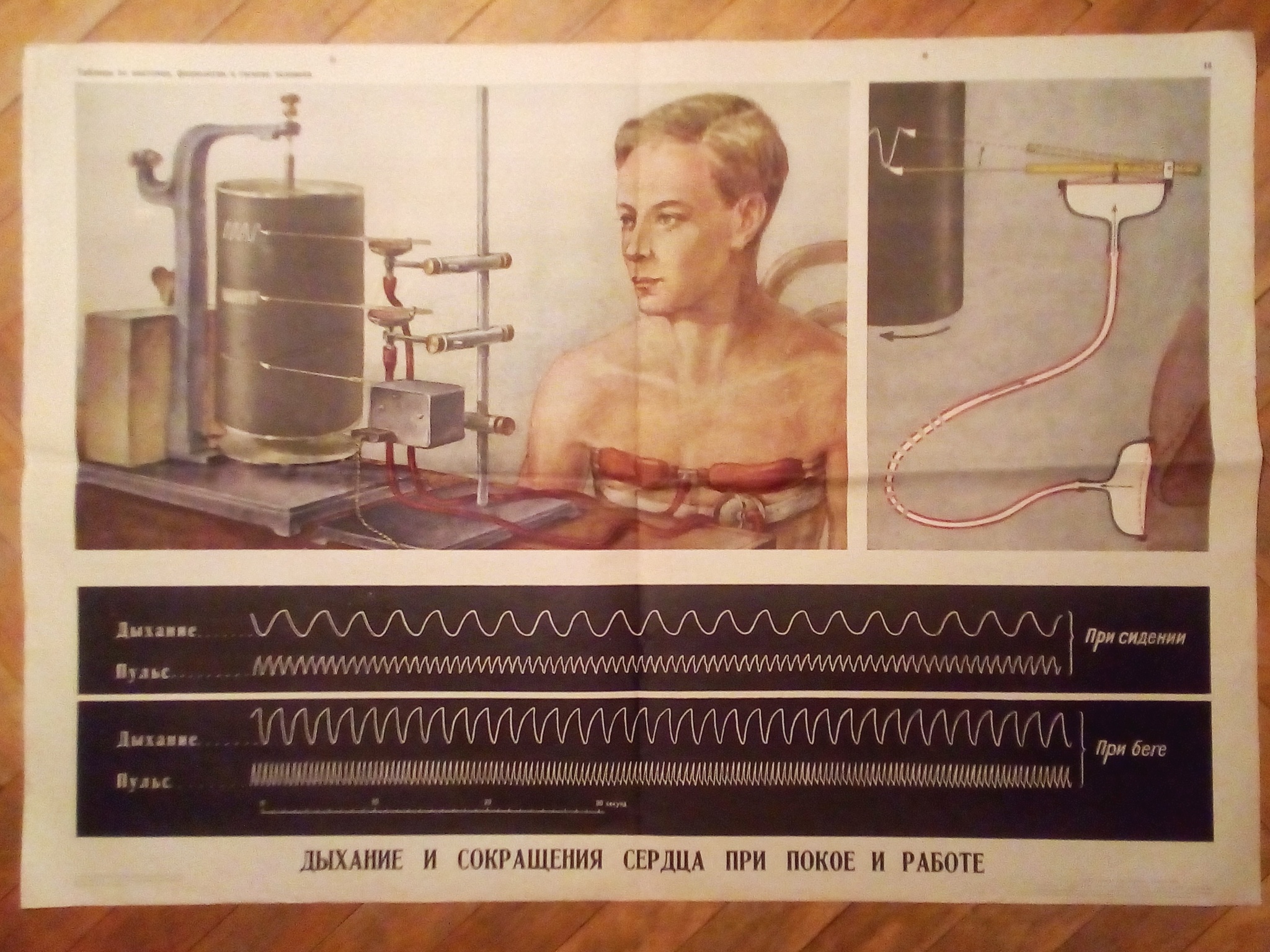 Visual aids of the Soviet school - My, Soviet posters, School, the USSR, Anatomy, 60th, Visual material, Old school, Longpost