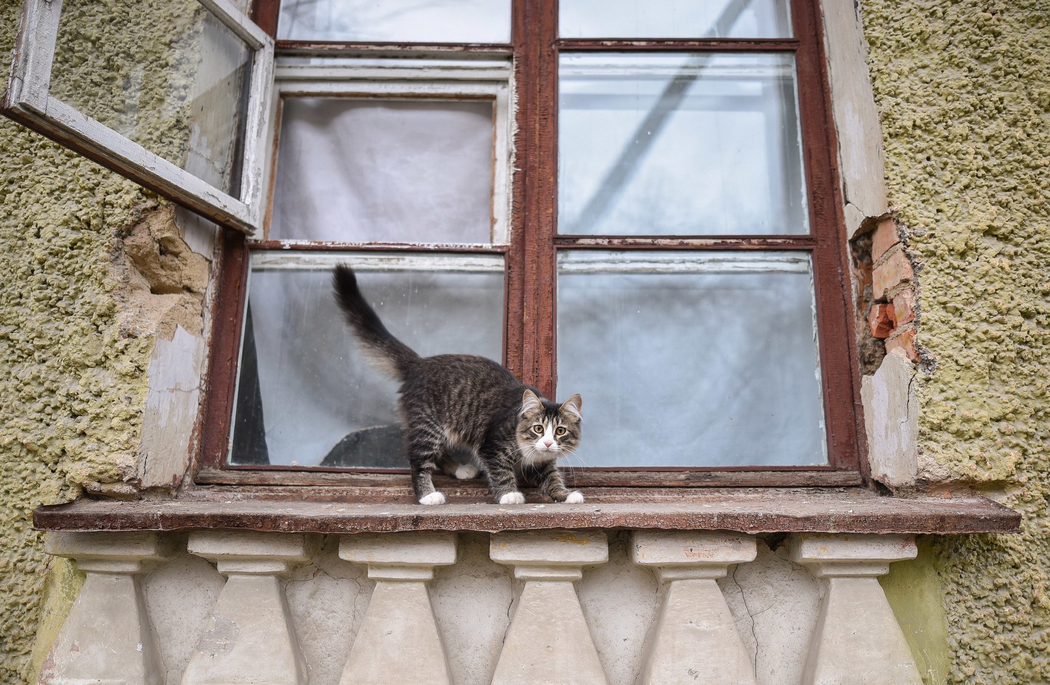 Kotofota - My, an old house, cat, Catomafia, The photo