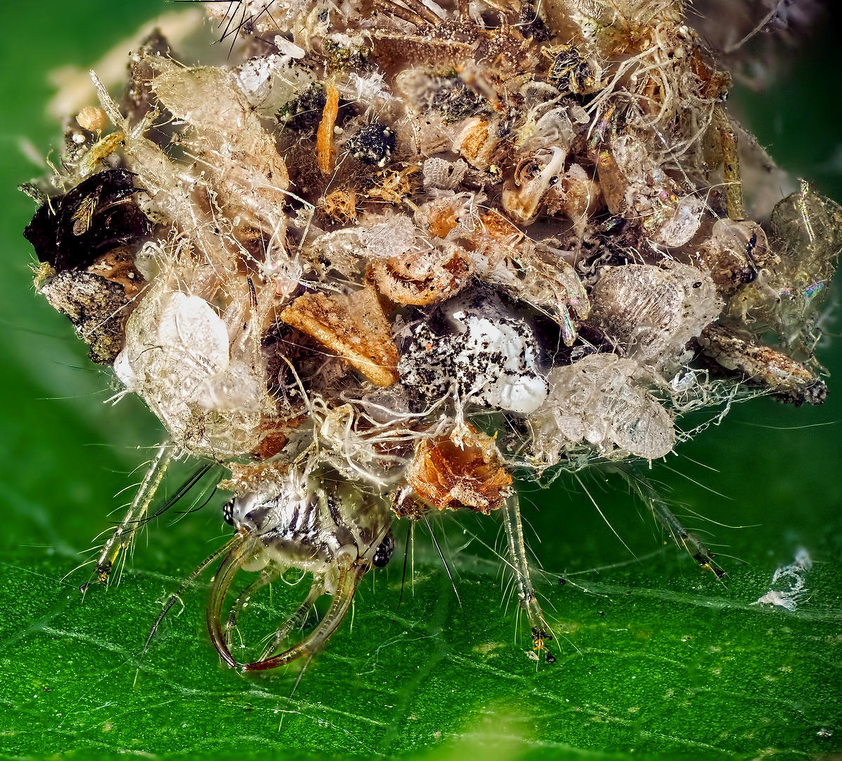 Scavenger - My, Macro, Insects, Disguise, The photo, Macro photography