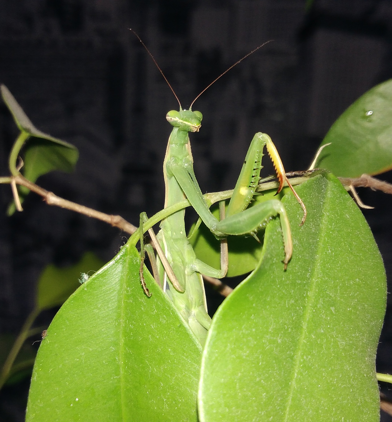 When your pet likes to bite off heads - My, Mantis, Pets, Insects