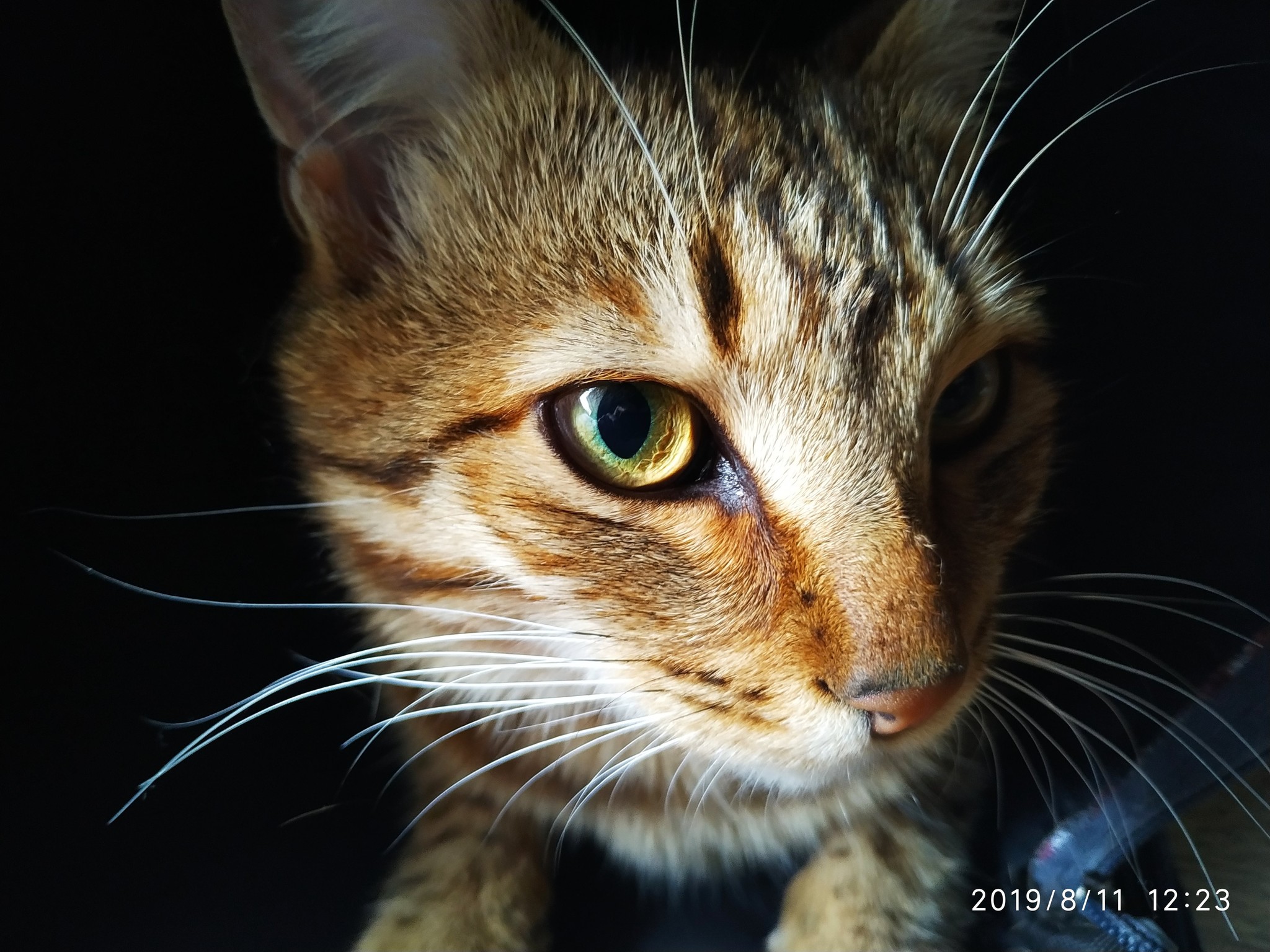 Mustachioed-striped))) - My, Catomafia, cat, The photo, Усы