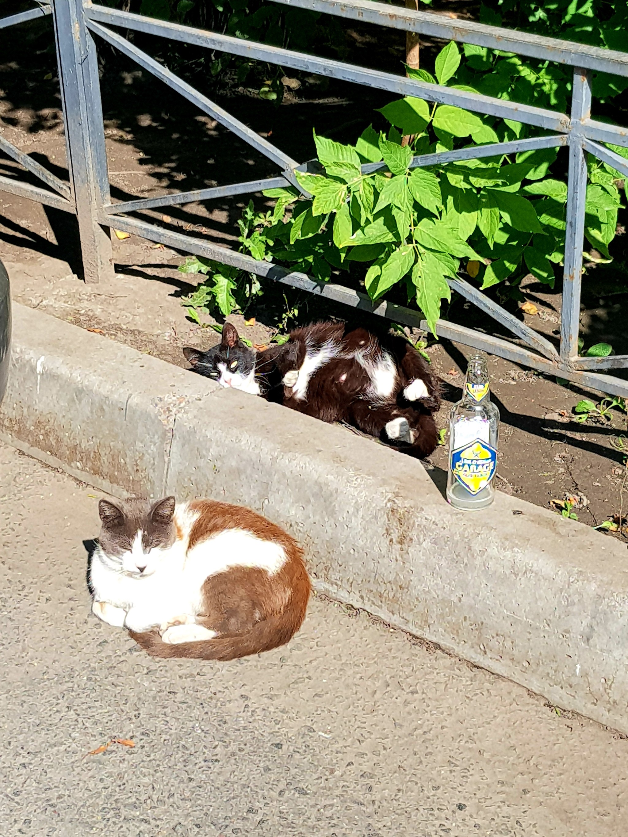 When you thumped a little and you were exhausted in the sun. - Saint Petersburg, cat