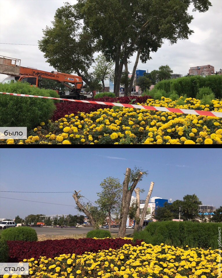 Strong business executives destroyed trees on the embankment of Chelyabinsk - My, Chelyabinsk, Chelyabinsk urbanist, Tree, Landscaping, Pruning, Officials, Longpost