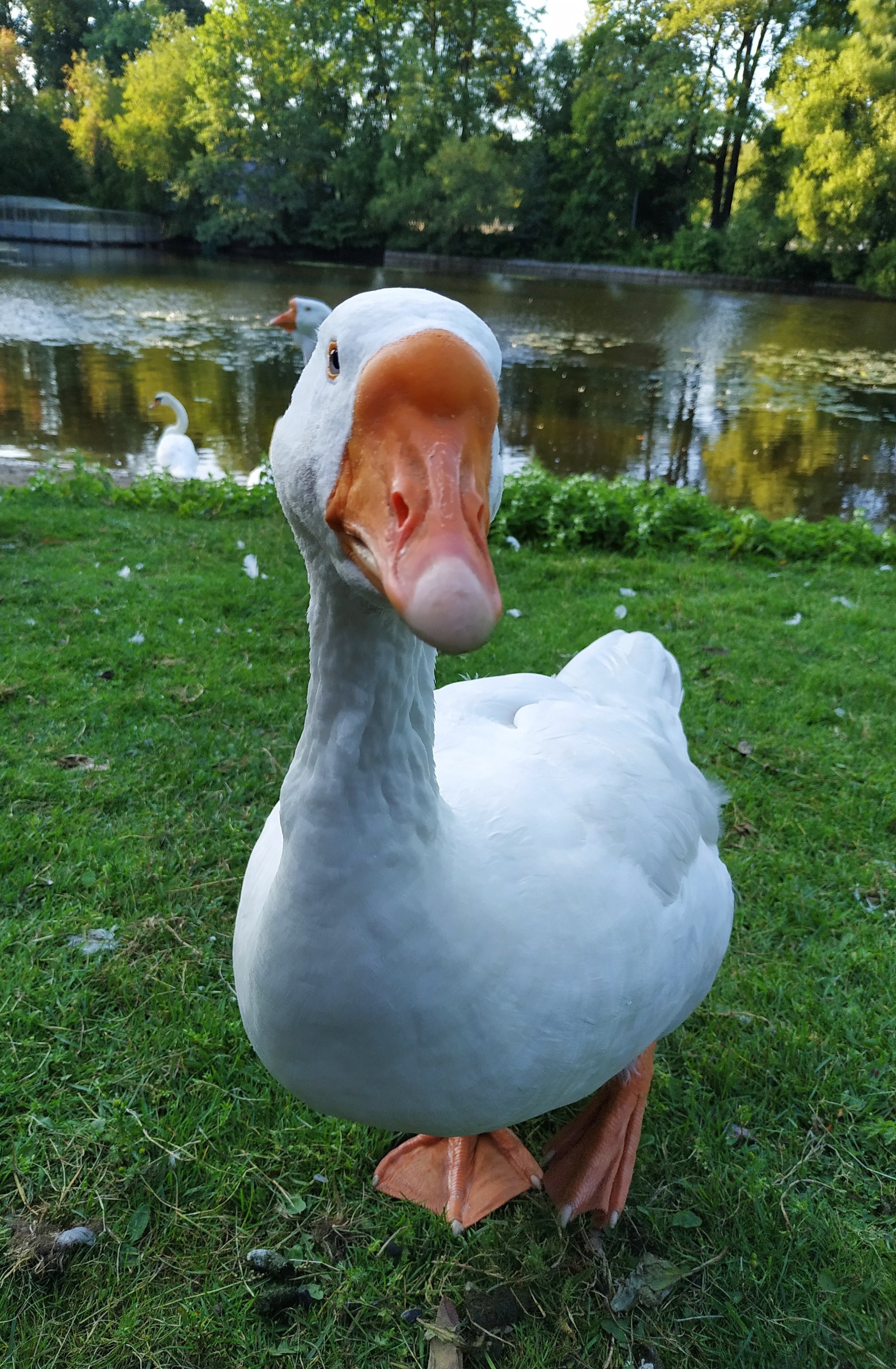 What are you looking at!?)) - My, Гусь, Birds