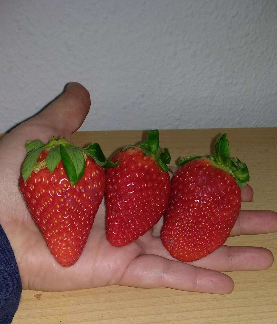 Winter shop strawberry))) - Strawberry, Germany, , Strawberry (plant), Giants