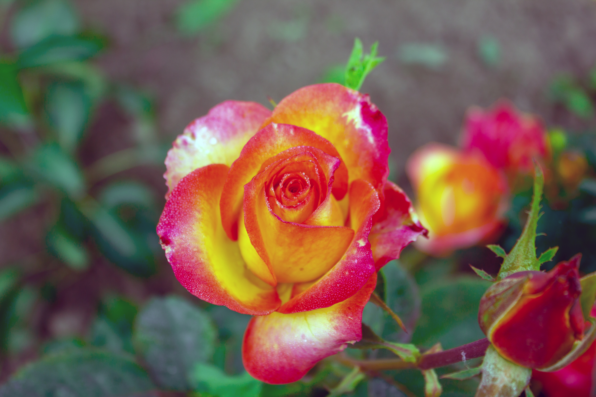 Checking the whale lens on flowers + night shooting. - My, The photo, Flowers, Canon EOS 550D, Kit 18-105, Longpost