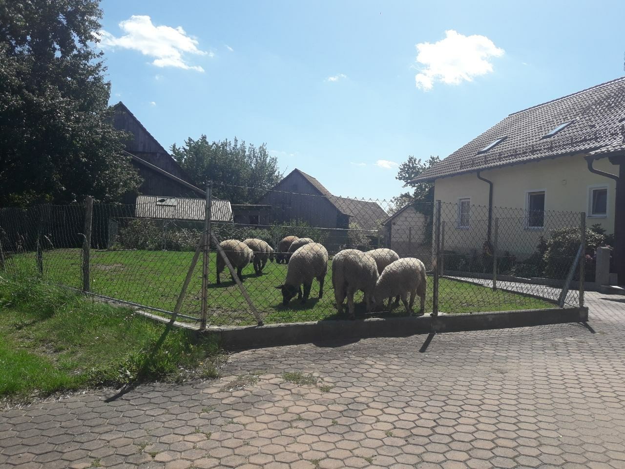 Just sheep in the pen of a private house in Germany... - Sheeps, Pasture