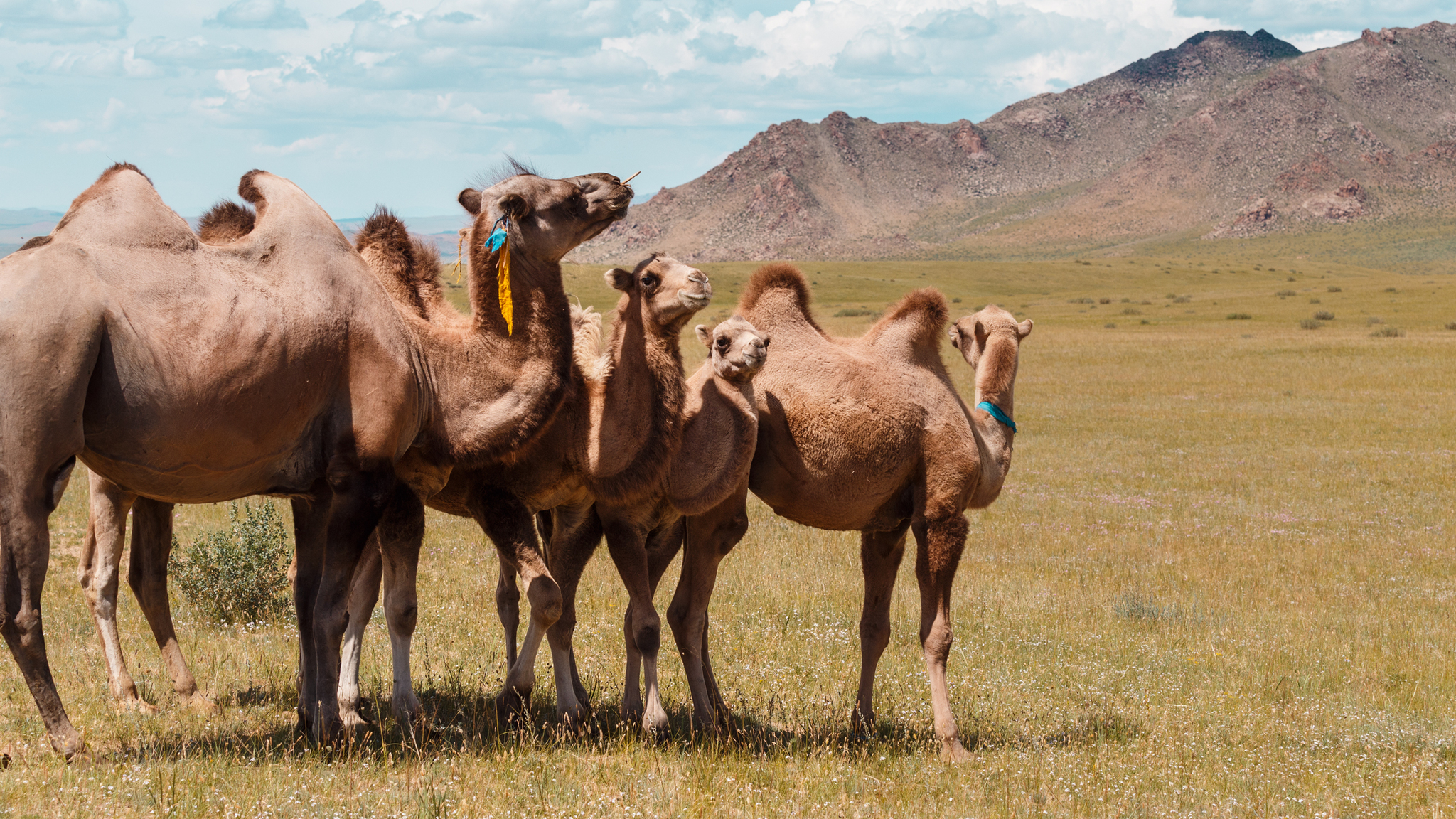 Diversity of Mongolia - My, Mongolia, Altai, Nature, Landscape, The mountains, Desert, Travels, Photographer, Longpost, Altai Republic