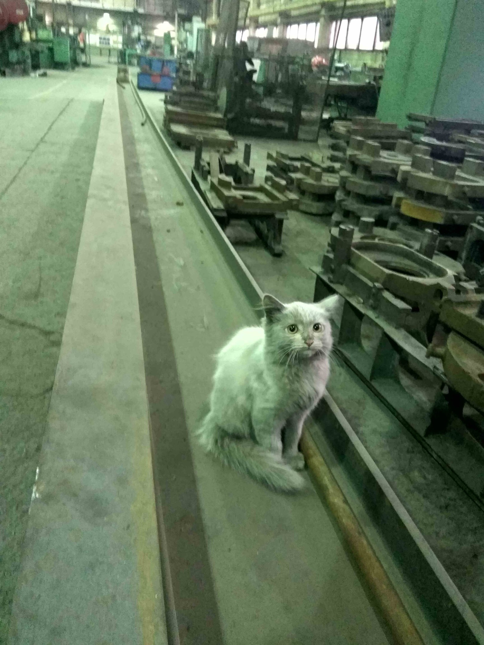 At the factory - Factory, cat