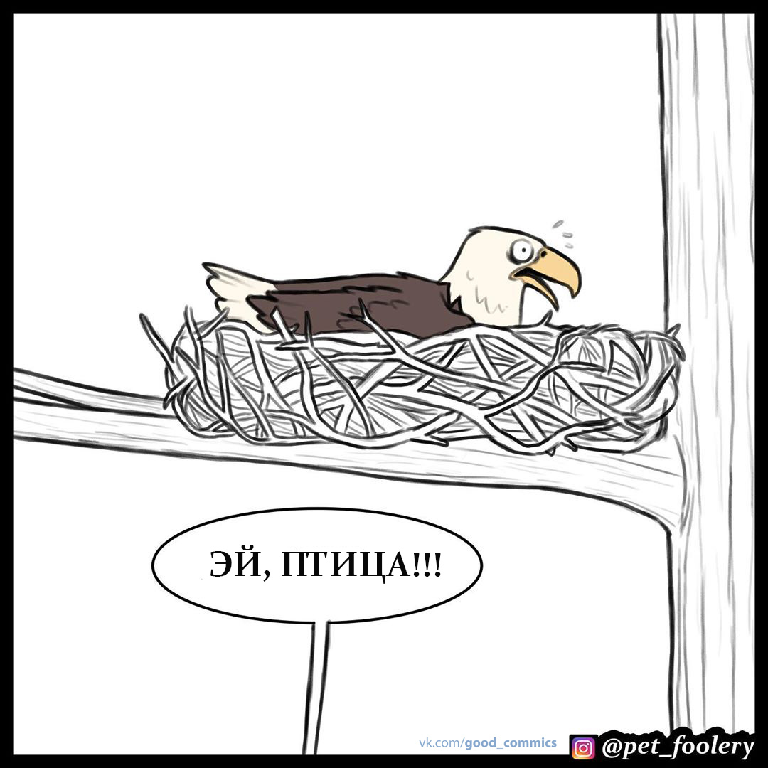 Hey bird! - Pet foolery, Brutus and Pixie, Eagle, cat, Dog, Translated by myself, Comics, Longpost