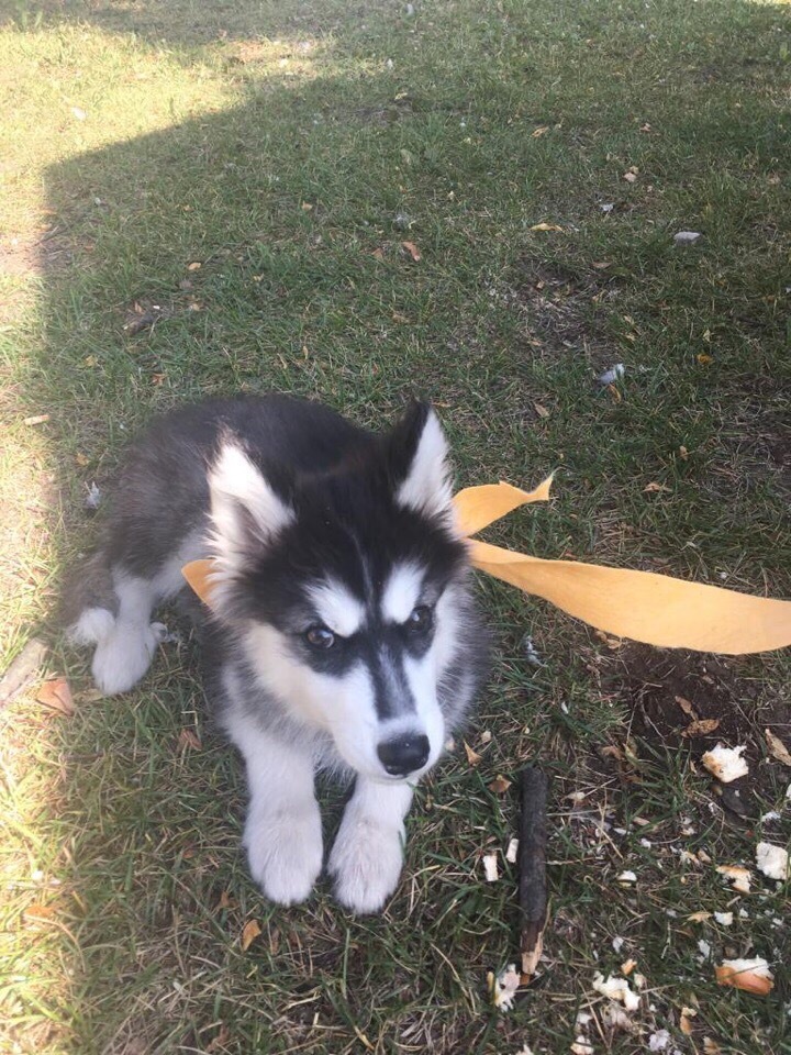 False Hi. - Puppies, Found a dog, Husky, pomsky, Longpost, Dog, No rating, In good hands