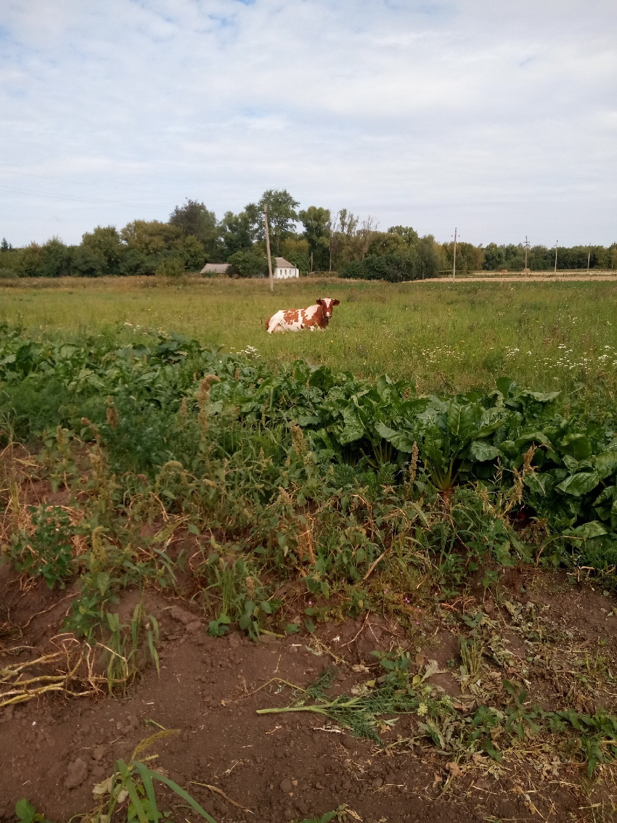 Vacation - My, Summer, Village, Hen, Flowers, Duck, cat, Longpost