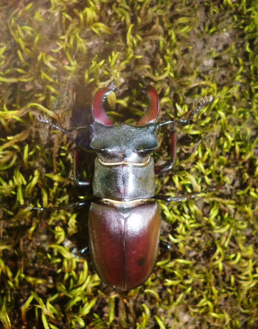 Stag beetle. - My, Жуки, Deer Beetle, Insects, Longpost