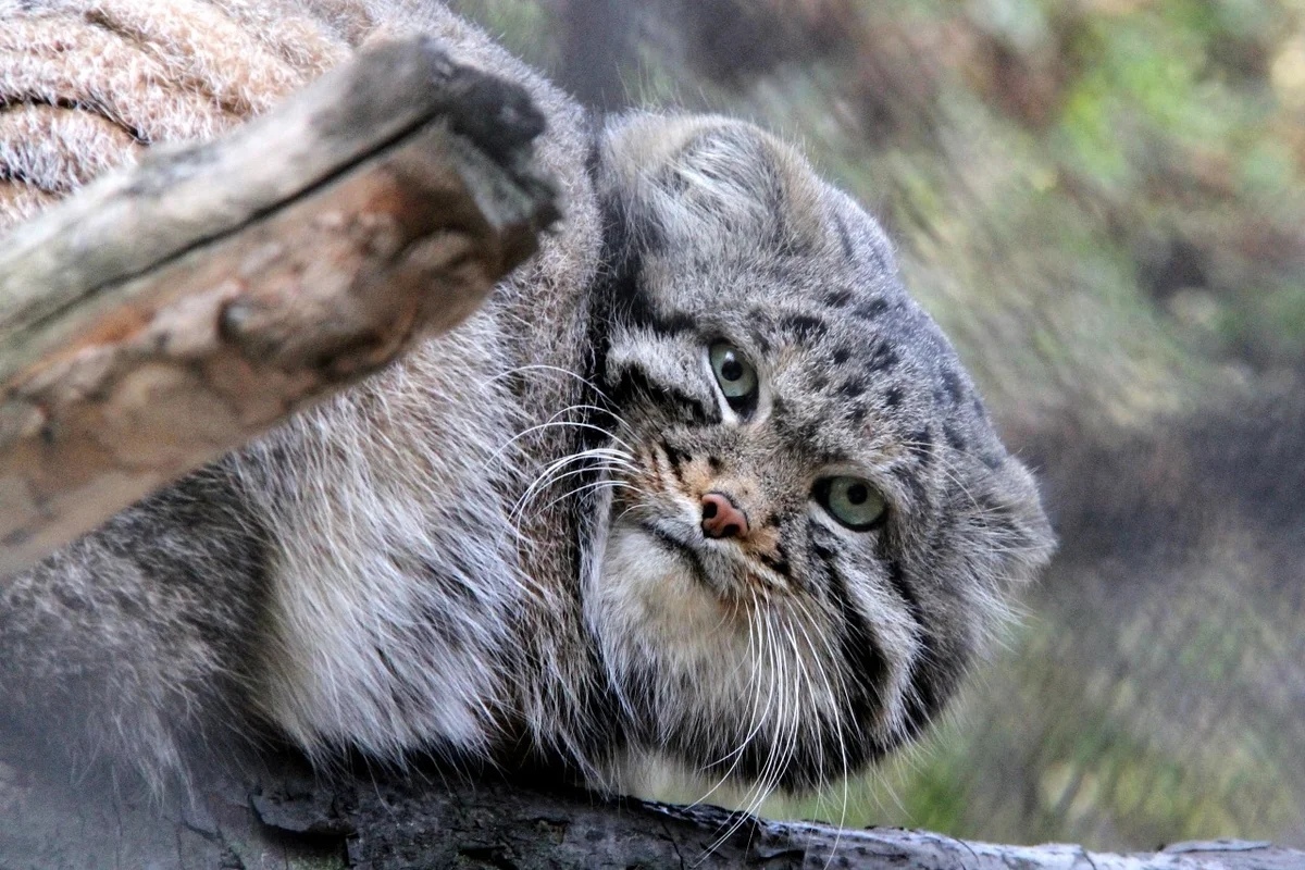 Did you slap me? - cat, Severity, Fierce, , Pallas' cat