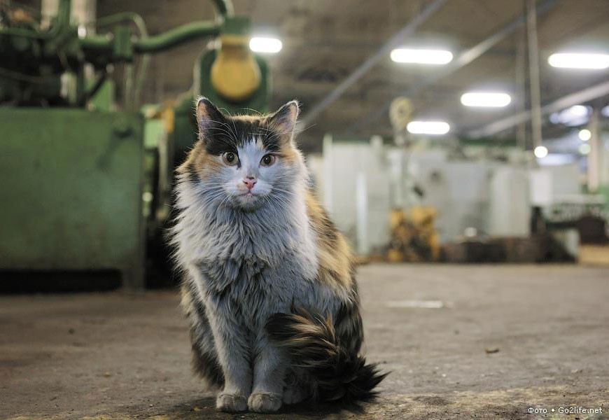 Continuing the theme of factory cats - cat, Factory