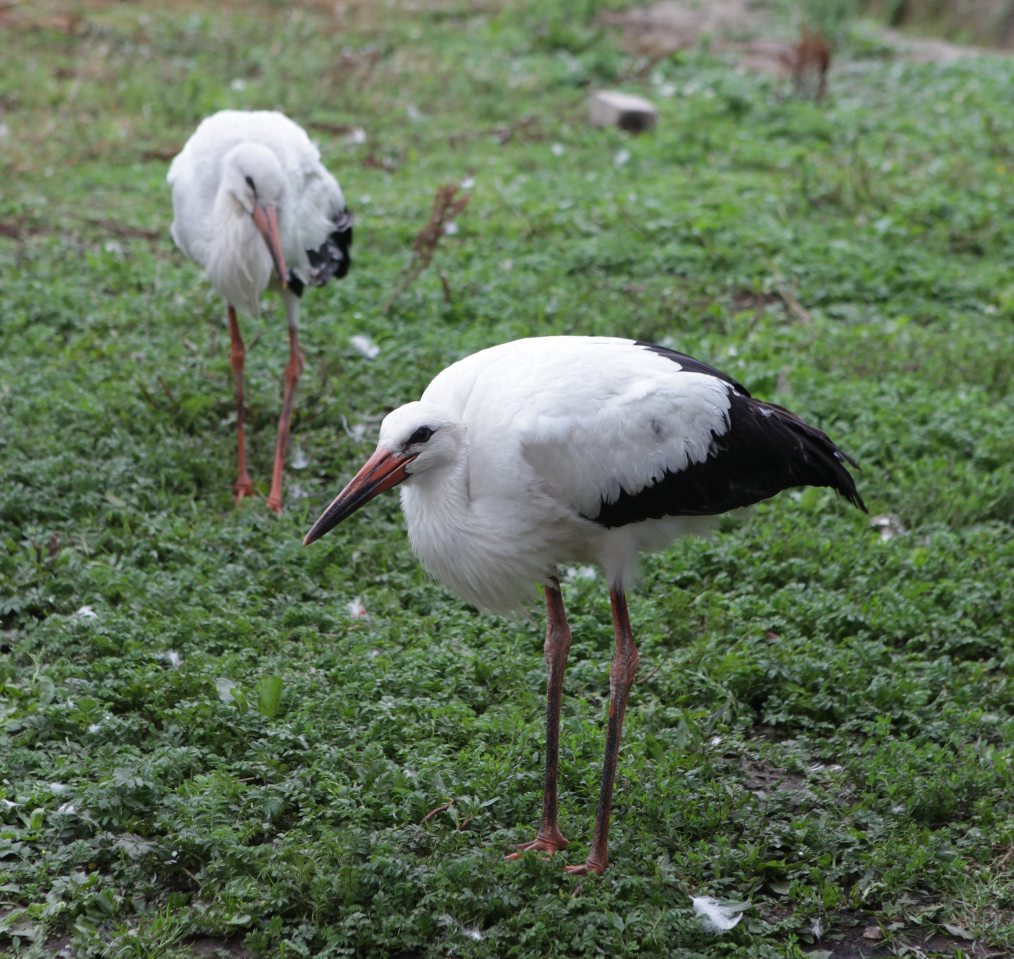 Bird shelter Wings of the World - My, Birds, Shelter, Crow, Stork, Longpost