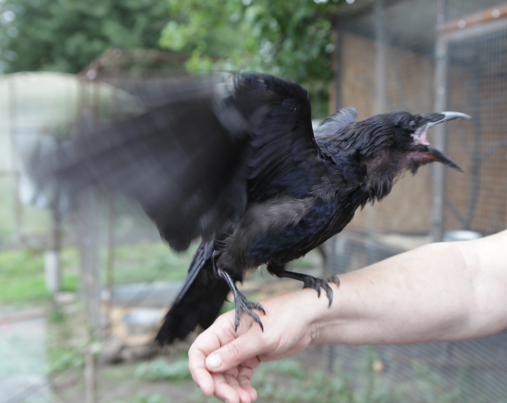 Bird shelter Wings of the World - My, Birds, Shelter, Crow, Stork, Longpost