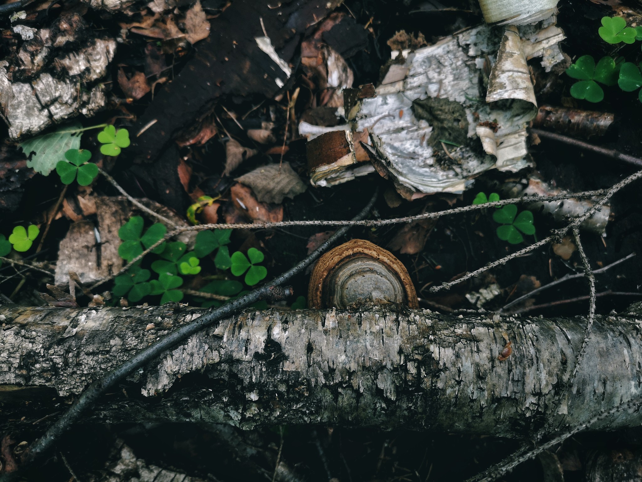 Nature frames part 2 - My, Nature, Forest, Dog, Birds, Insects, Landscape, Longpost