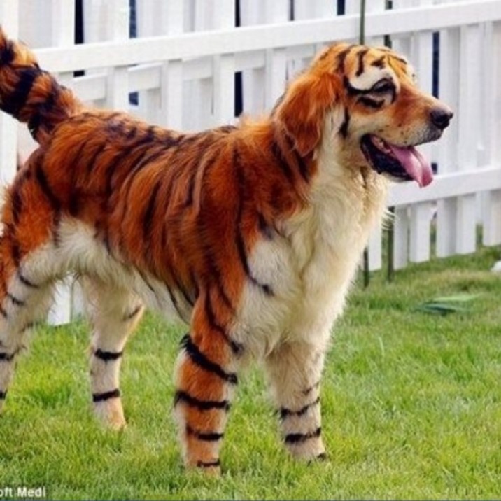 The world's only baby Tigro-Dog... - Hybrid, Tiger, Dog