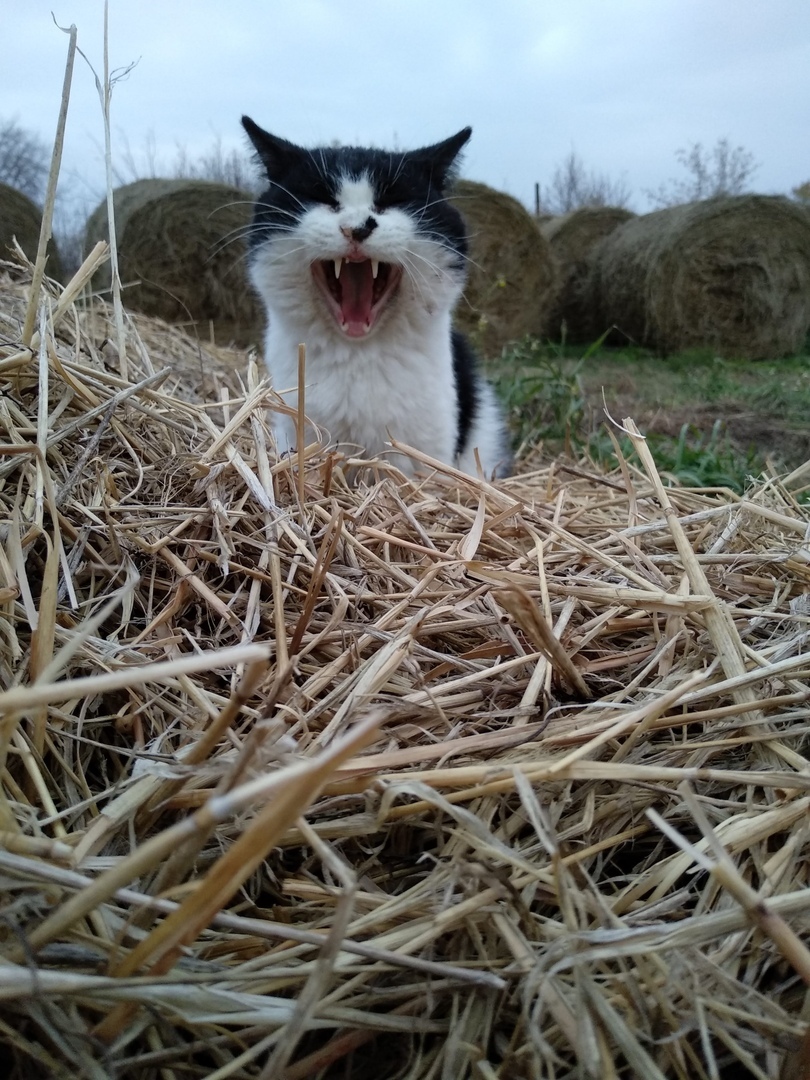 Милый беззубик - Моё, Кот, Котомафия, Длиннопост