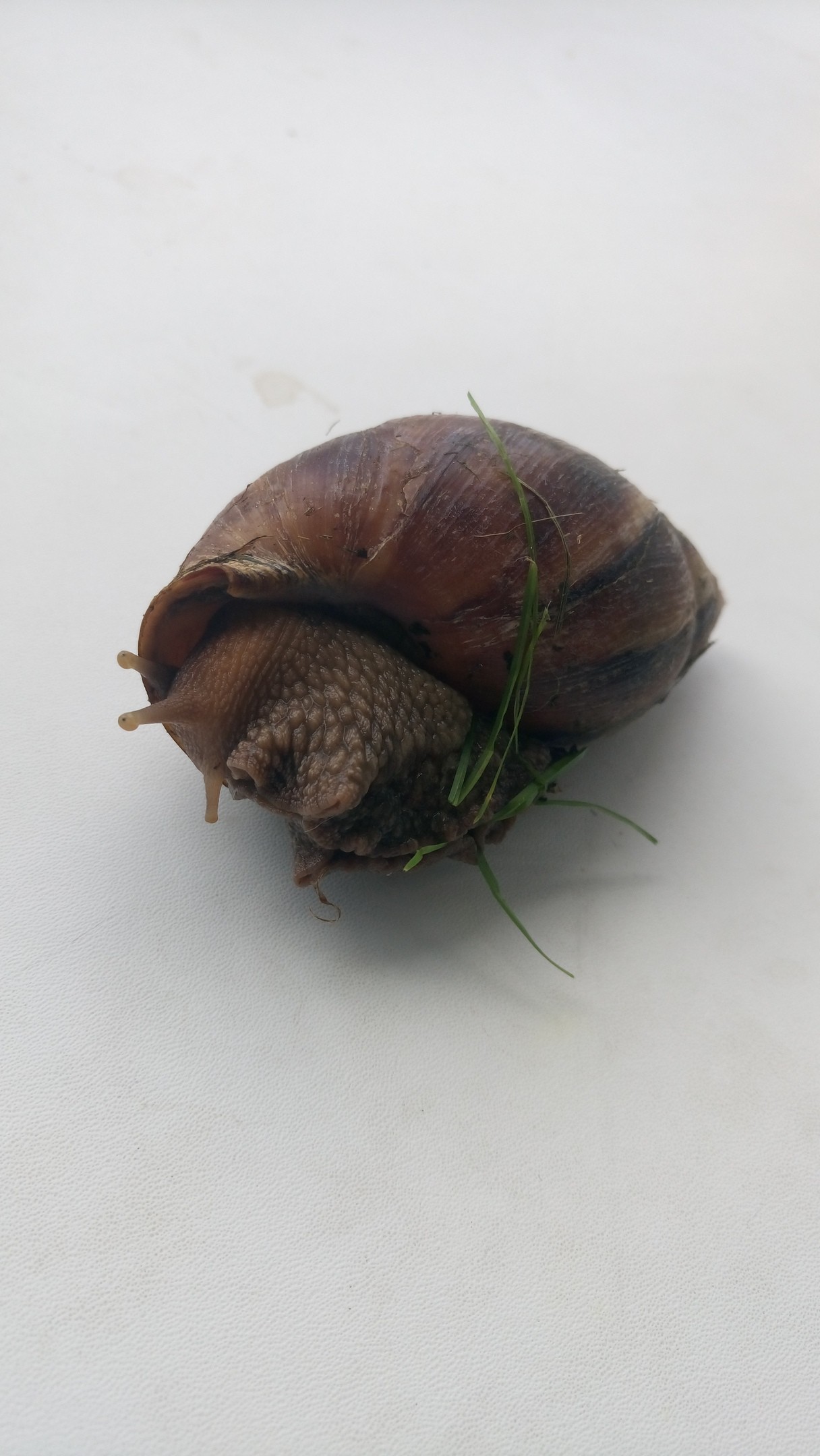 Help identify the animal! - Snail, Help me find, Thrown out, Achatina, Longpost