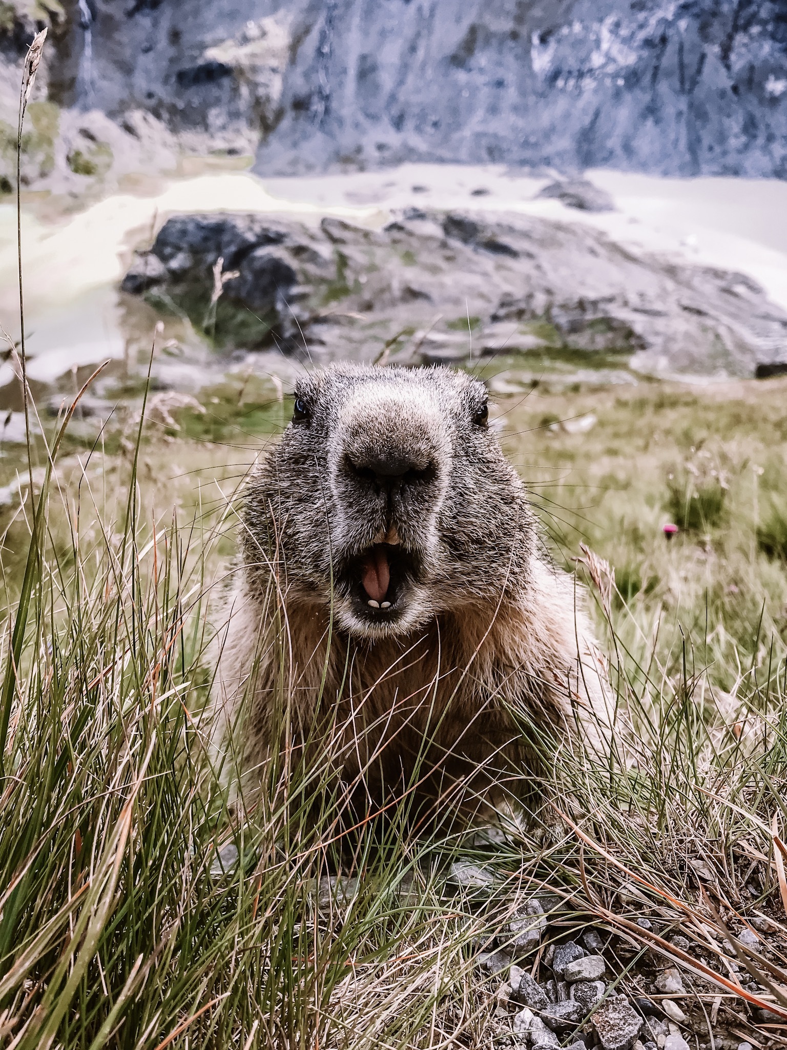 Grossglockner - My, Austria, Auto, Travels, Longpost