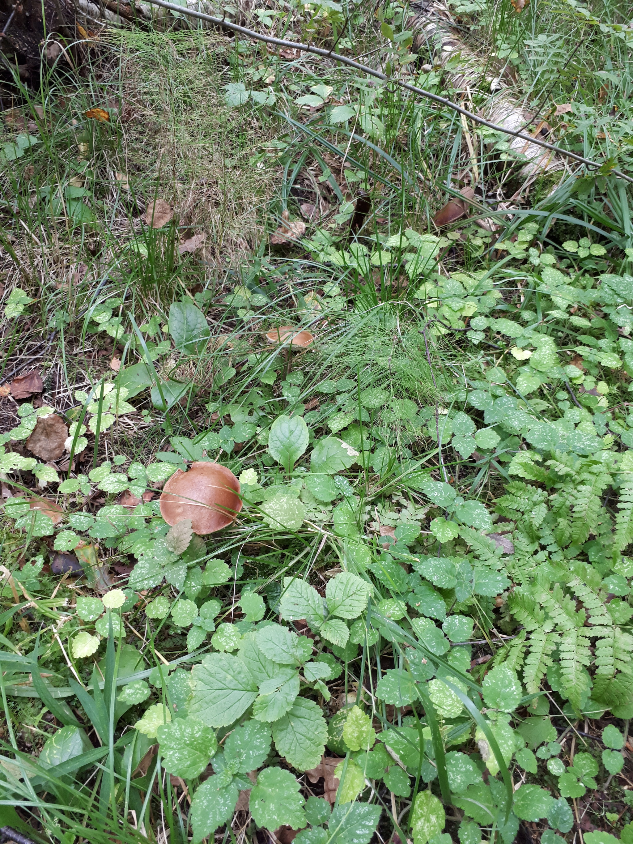 Call of nature - My, Silent hunt, Mushrooms, Forest, Подмосковье, Balashikha, Longpost